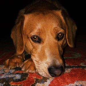 Meet your Posher, Scarlett